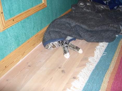 Huskat Athos - bøøh i fandt miig billede 7