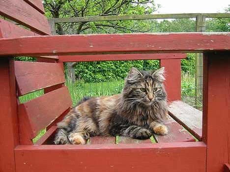 Norsk Skovkat Tabi billede 9