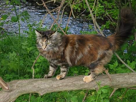 Norsk Skovkat Tabi billede 10