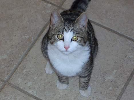 Huskat cato<33 - velkommen..... er jeg ikke bare smuk billede 1