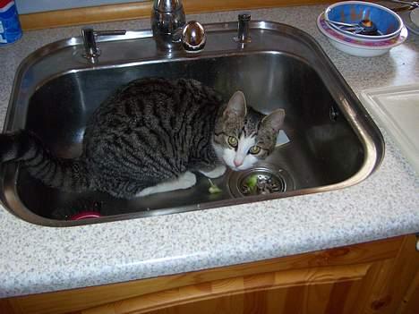 Huskat cato<33 - uuuuuuh den er hvist gal billede 2