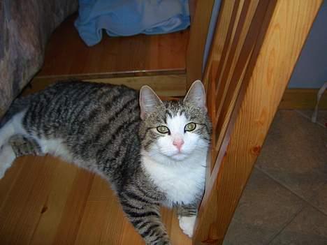 Huskat cato<33 - jeg ligger lige på en stol :) billede 3