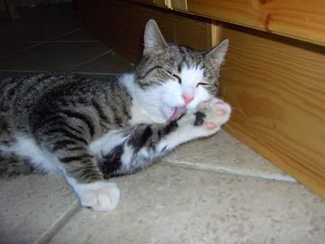 Huskat cato<33 - så skal der rengøres billede 4