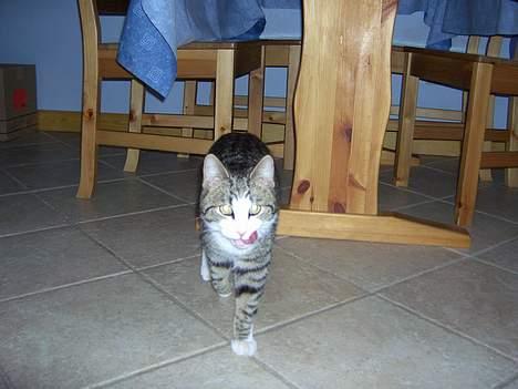Huskat cato<33 - er der en lækkerbisken :) billede 5
