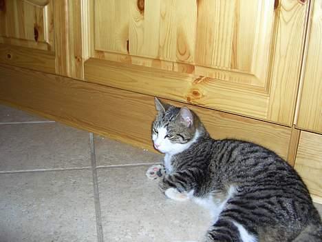 Huskat cato<33 - ligger på gulvet fordi der er guldvarme billede 6
