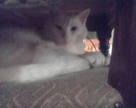 Blanding af racer Speedy billede 1