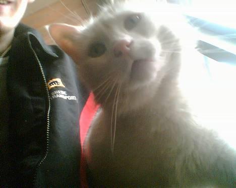 Blanding af racer Speedy billede 2