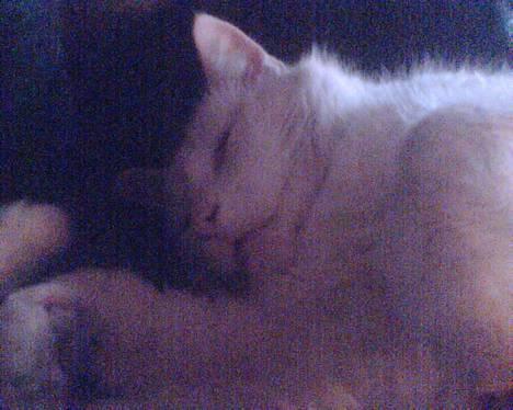 Blanding af racer Speedy billede 3