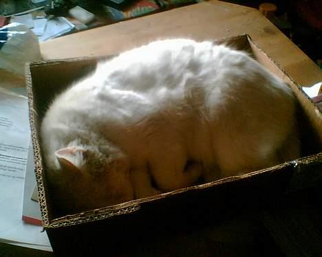 Blanding af racer Speedy billede 5