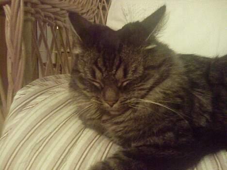 Maine Coon Freya - Hun sover sine søde søvn.!<3:D billede 7