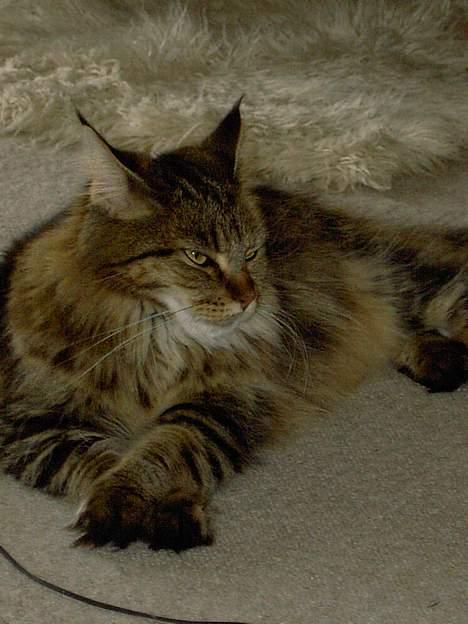 Maine Coon Innocent - Er hun ikke bare dejlig ? billede 1
