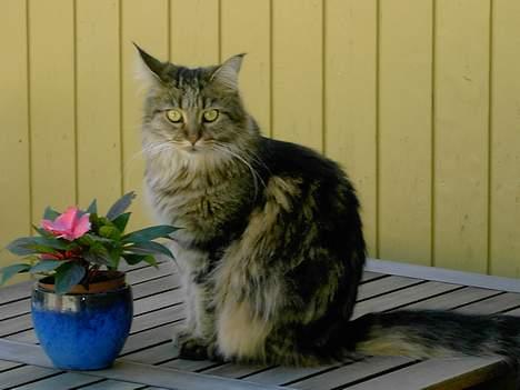Maine Coon Innocent - Godt nok er hun lidt tyk.. men synes alligevel hun nu er en flot kat. billede 2