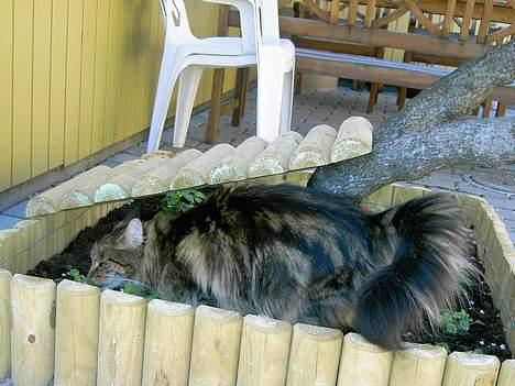 Maine Coon Innocent - BUSTED !! Jeg tænkte nok det var dig der spiste alle min mors blomster. billede 3