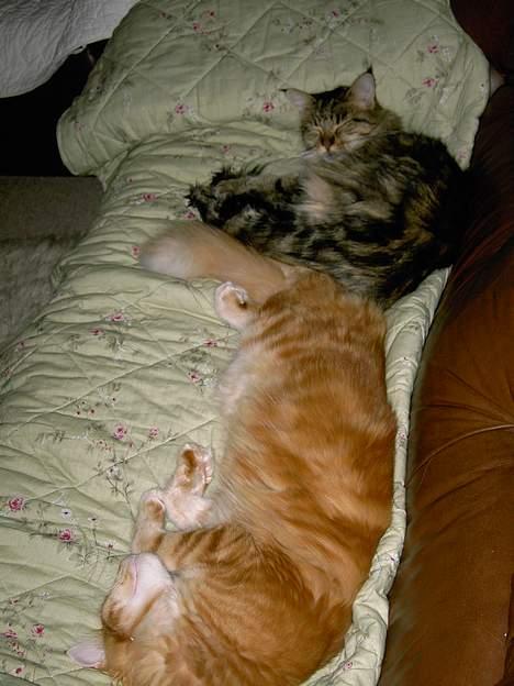 Maine Coon Innocent - Der er ikke noget bedre end en lille lur på sofaen sammen med Mozart.. billede 5