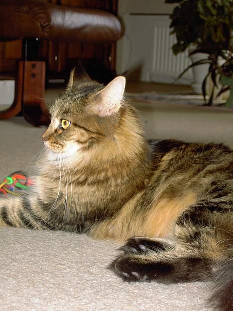 Maine Coon Innocent - Hun er da lidt dejlig.. er hun ikke ? billede 6