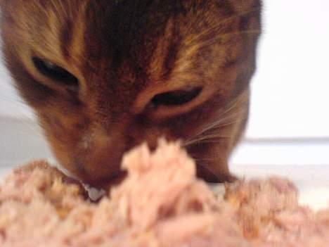 Abyssinier Sethi af Khartoum - Sethi elsker tun < 3 men han får det kan meget sjællendt  < 3  billede 1