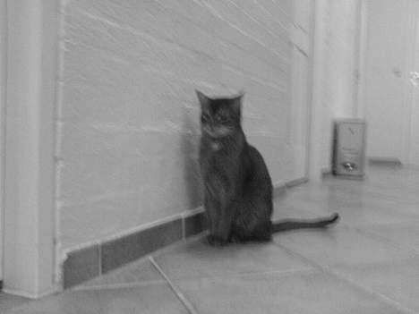 Abyssinier Sethi af Khartoum billede 2