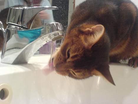 Abyssinier Sethi af Khartoum - Sethi elsker at drikke direkte fra vandhanen selvom han er en vand skål, måske er det fordi han er for fin til at dele med mini <3 :´) billede 3