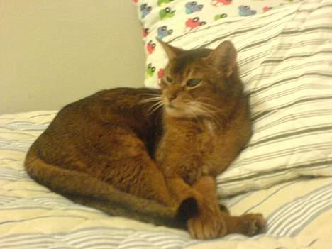 Abyssinier Sethi af Khartoum billede 4