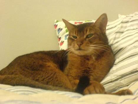 Abyssinier Sethi af Khartoum - Her ser han vildt selvtilfreds ud, men hvorfor skulle han ikke gøre det når han er så yndig < 3 billede 5