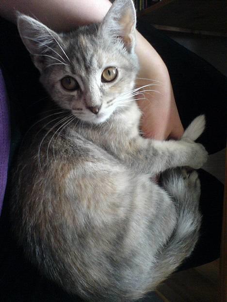 Blanding af racer Nala - smukke Nala 9. marts 2007 billede 1