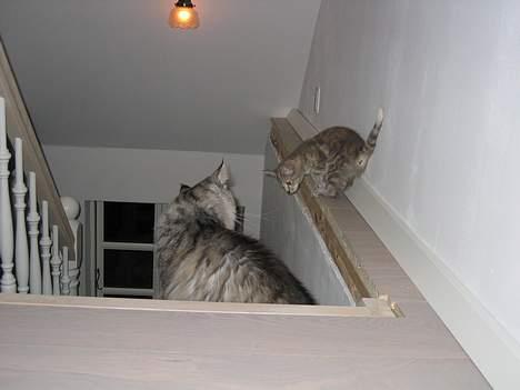 Blanding af racer Nala - Nu skal du se Nala, jeg viser dig lige rundt ik... billede 2