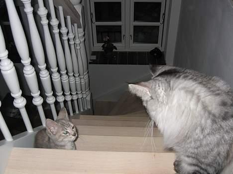 Blanding af racer Nala - Husk nu at det er MIG der bestemmer her ik :-) billede 5