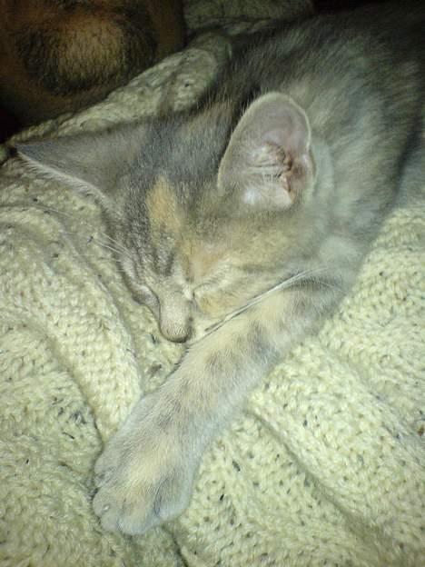 Blanding af racer Nala - En træt Nala efter en begivenhedsrig aften og guidet rundtur af Timon  billede 6