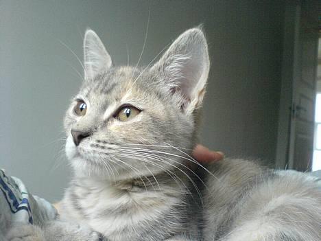 Blanding af racer Nala billede 7