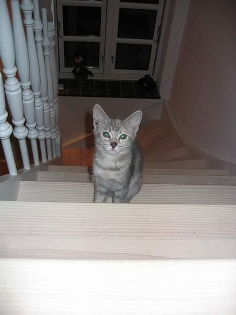 Blanding af racer Nala - En lille pige på en stor trappe 24. februar 2007 billede 8