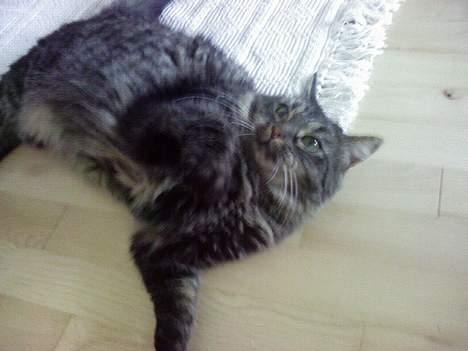 Maine Coon Freya - Hun er rigtig i leje humør billede 8