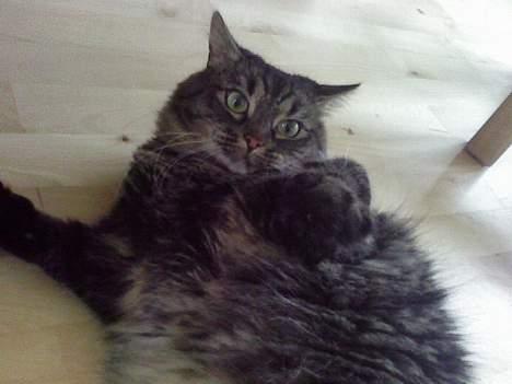 Maine Coon Freya - Søde freya. billede 9