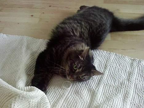 Maine Coon Freya - Uhha billede 10