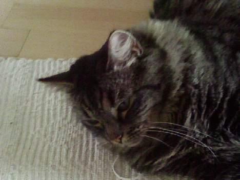 Maine Coon Freya - Hendes tykke hoved<3;) billede 11