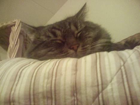 Maine Coon Freya - Hendes dejlige bløde hoved.<3;D billede 12