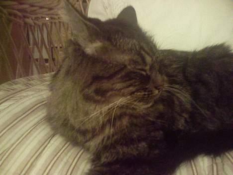 Maine Coon Freya - Dejlige misser<3 billede 13