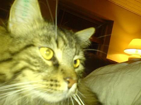 Maine Coon Bette mis - Bette mis billede 6
