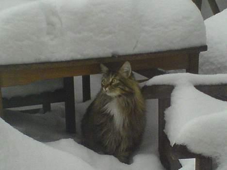 Maine Coon Bette mis -  Bette mis billede 7