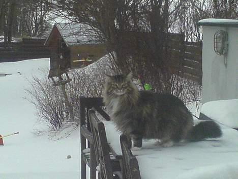 Maine Coon Bette mis - Bette mis billede 8