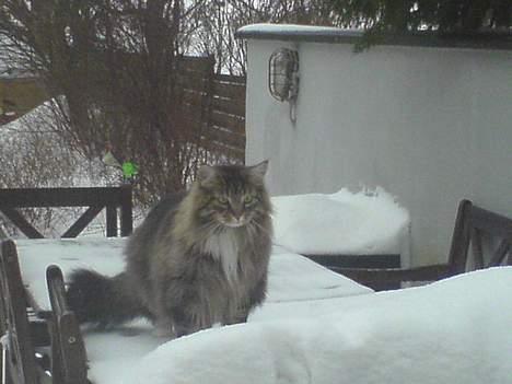 Maine Coon Bette mis - Bette mis billede 9