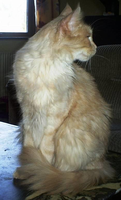 Maine Coon Dk Syrenhavens Claer Emer billede 1