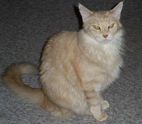 Maine Coon Dk Syrenhavens Claer Emer billede 2