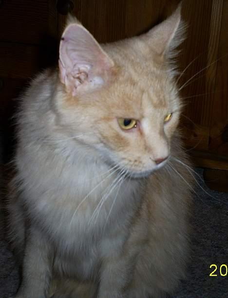 Maine Coon Dk Syrenhavens Claer Emer billede 3