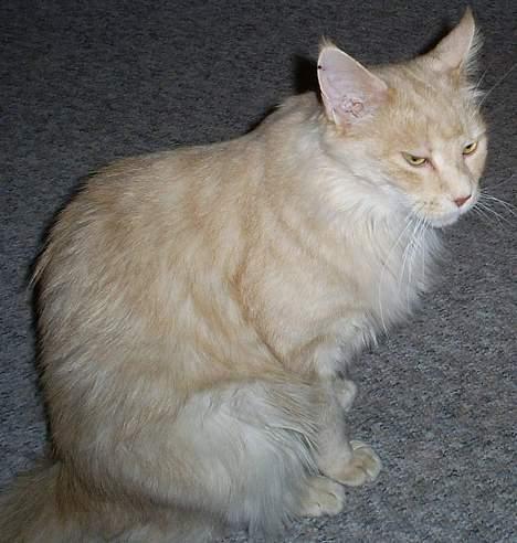 Maine Coon Dk Syrenhavens Claer Emer billede 4