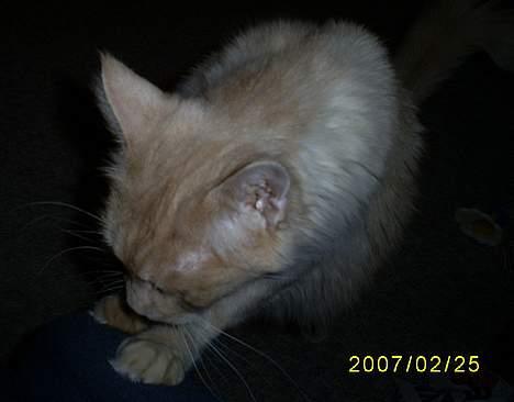 Maine Coon Dk Syrenhavens Claer Emer billede 5