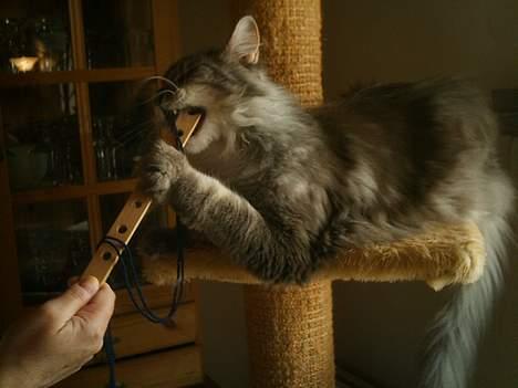 Maine Coon Chrisdahl´s Alf billede 15