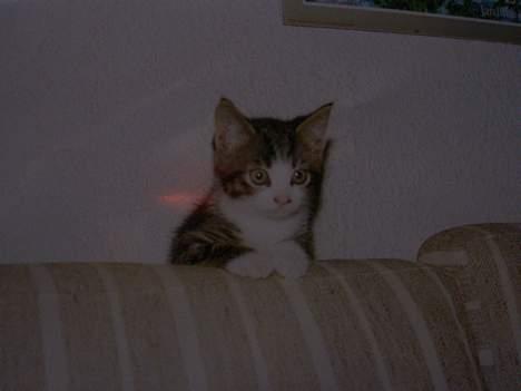 Huskat Felix <3 - Så lille har han været! 850 g!  billede 14