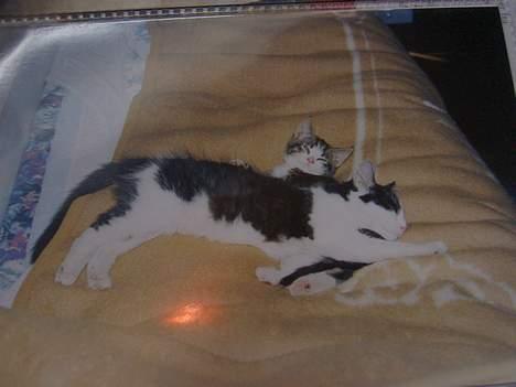 Huskat Felix <3 - Felix bliver lige mast under Frida.. billede 15