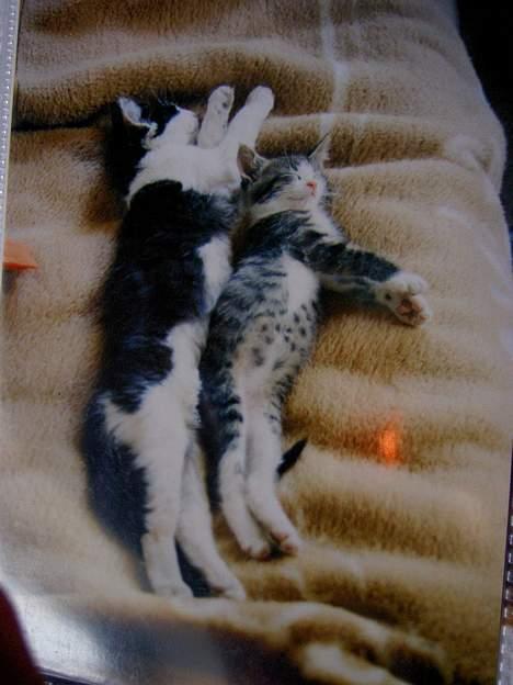 Huskat Felix <3 - Søde er man jo.. billede 16