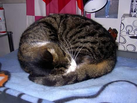 Huskat Felix <3 - Putter lige, det er jo koldt udenfor. billede 17